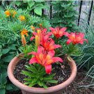 Mixed Amaryllis Red White Pinkish-White Mix Colors 100 PCS Seeds