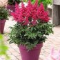 Mixed Amaryllis Red White Pinkish-White Mix Colors 100 PCS Seeds