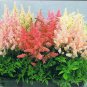 Mixed Amaryllis Red White Pinkish-White Mix Colors 100 PCS Seeds