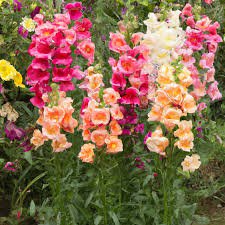 Mixed Beardtongues Penstemon Perennial Flowering 200 PCS Seeds