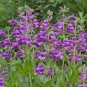 Mixed Beardtongues Penstemon Perennial Flowering 200 PCS Seeds