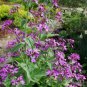 Mixed Beardtongues Penstemon Perennial Flowering 200 PCS Seeds