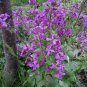 Mixed Beardtongues Penstemon Perennial Flowering 200 PCS Seeds