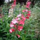 Mixed Beardtongues Penstemon Perennial Flowering Plant 50 PCS Seeds