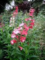 Mixed Beardtongues Penstemon Perennial Flowering Plant 50 PCS Seeds
