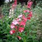 Mixed Beardtongues Penstemon Perennial Flowering Plant 50 PCS Seeds