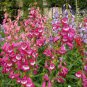 Mixed Beardtongues Penstemon Perennial Flowering Plant 50 PCS Seeds