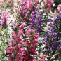 Mixed Beardtongues Penstemon Perennial Flowering Plant 50 PCS Seeds