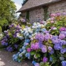 Mixed Beautiful Hydrangea Big Blooming Flowers 15 PCS Seeds