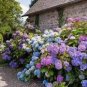 Mixed Beautiful Hydrangea Big Blooming Flowers 15 PCS Seeds