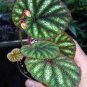 Mixed Begonia Flowers 100 PCS Seeds