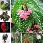Mixed Begonia Flowers 100 PCS Seeds