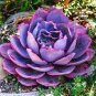 Mixed Bonsai Purple Succulent Plant 100 PCS Seeds