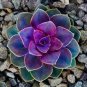 Mixed Bonsai Purple Succulent Plant 100 PCS Seeds