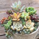 Mixed Bonsai Succulent Plant 100 PCS Seeds