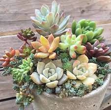 Mixed Bonsai Succulent Plant 100 PCS Seeds