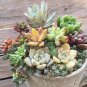 Mixed Bonsai Succulent Plant 100 PCS Seeds