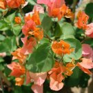 Mixed Bougainvillea Seeds Perennial White Dark Red Red Orange Pink Flowers 10 PCS Seeds Mixed Bougainvillea Seeds Perennial White Dark Red Red Orange Pink Flowers 10 PCS Seeds