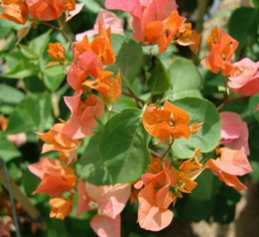 Mixed Bougainvillea Seeds Perennial White Dark Red Red Orange Pink Flowers 10 PCS Seeds