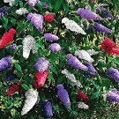 Mixed Butterfly Bush Buddleia Davidii 50 PCS Seeds
