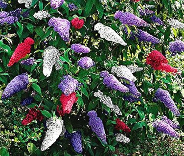 Mixed Butterfly Bush Buddleia Davidii 50 PCS Seeds