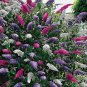 Mixed Butterfly Bush Buddleia Davidii 50 PCS Seeds