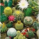 Mixed Cactus, Succulent Cactus Bonsai for Home 100 PCS Seeds