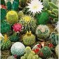 Mixed Cactus, Succulent Cactus Bonsai for Home 100 PCS Seeds