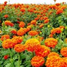 Mixed Chrysanthemum Seeds Perennial Flowering Rose Pink Orange Yellow 100 PCS Seeds