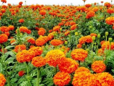 Mixed Chrysanthemum Seeds Perennial Flowering Rose Pink Orange Yellow 100 PCS Seeds