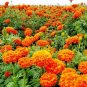 Mixed Chrysanthemum Seeds Perennial Flowering Rose Pink Orange Yellow 100 PCS Seeds