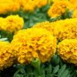 Mixed Chrysanthemum Seeds Perennial Flowering Rose Pink Orange Yellow 100 PCS Seeds