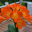 Mixed Clivia Rare Rainbow Clivia Flower Potted Plants 100 PCS Seeds
