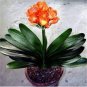 Mixed Clivia Rare Rainbow Clivia Flower Potted Plants 100 PCS Seeds
