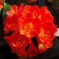 Mixed Clivia Rare Rainbow Clivia Flower Potted Plants 100 PCS Seeds