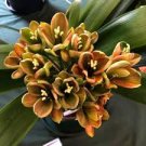 Mixed Clivia Seeds Mixed 9 Colorful Colors 100 PCS Seeds