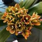 Mixed Clivia Seeds Mixed 9 Colorful Colors 100 PCS Seeds