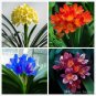 Mixed Clivia Seeds Mixed 9 Colorful Colors 100 PCS Seeds