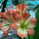Mixed Clivia Rare Rainbow Clivia Flower Potted Plants 100 PCS Seeds Mixed Clivia Rare Rainbow Clivia Flower Potted Plants 100 PCS Seeds