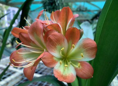 Mixed Clivia Rare Rainbow Clivia Flower Potted Plants 100 PCS Seeds
