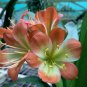 Mixed Clivia Rare Rainbow Clivia Flower Potted Plants 100 PCS Seeds