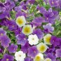 Mixed Color Flower Petunia Bonsai Exotic Bonsai Flowers 100 PCS Seeds