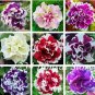 Mixed Color Flower Petunia Bonsai Exotic Bonsai Flowers 100 PCS Seeds