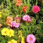 Mixed Color Moss Rose Purslane Double Flower Bonsai 100 PCS Seeds