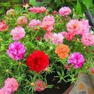 Mixed Color Moss-Rose Purslane Double Flower Bonsai for Planting 100 PCS Seeds