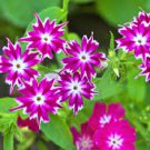 Mixed Color Phlox Bonsai Phlox Drummondii Cuspidata Flower Plants 200 PCS Seeds