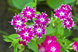 Mixed Color Phlox Bonsai Phlox Drummondii Cuspidata Flower Plants 200 PCS Seeds