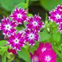 Mixed Color Phlox Bonsai Phlox Drummondii Cuspidata Flower Plants 200 PCS Seeds