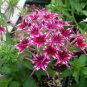 Mixed Color Phlox Bonsai Phlox Drummondii Cuspidata Flower Plants 200 PCS Seeds