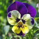 Mixed Color Rare Pansy Bonsai Wavy Viola Tricolor Flower 500 pcs Seeds Mixed Color Rare Pansy Bonsai Wavy Viola Tricolor Flower 500 pcs Seeds